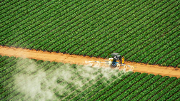 Best Termite Control Services  in Oak Grove, SC