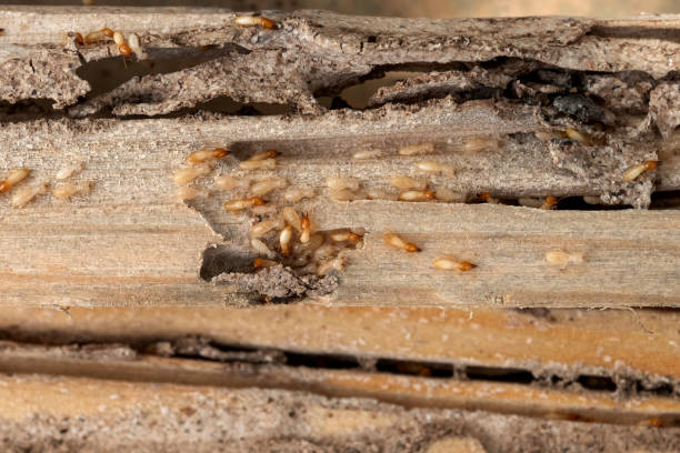 Best Bird Control  in Oak Grove, SC