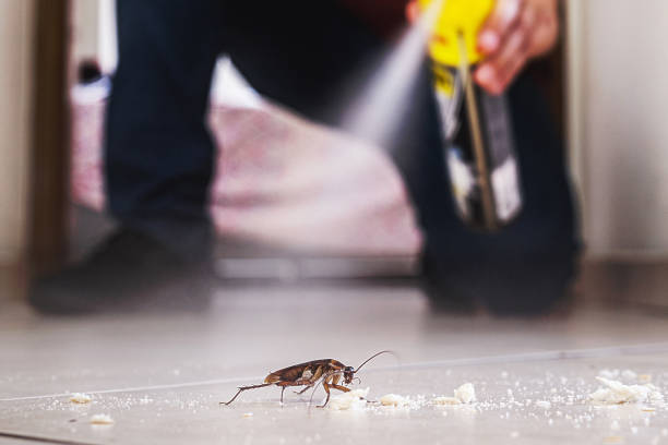 Flea Control Services in Oak Grove, SC