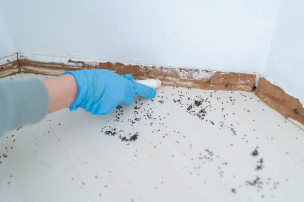 Best Wasp Removal Services  in Oak Grove, SC